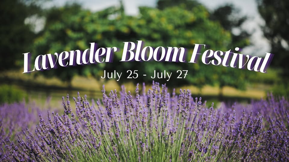 White Oak Lavender Farm & The Purple WOLF Vineyard