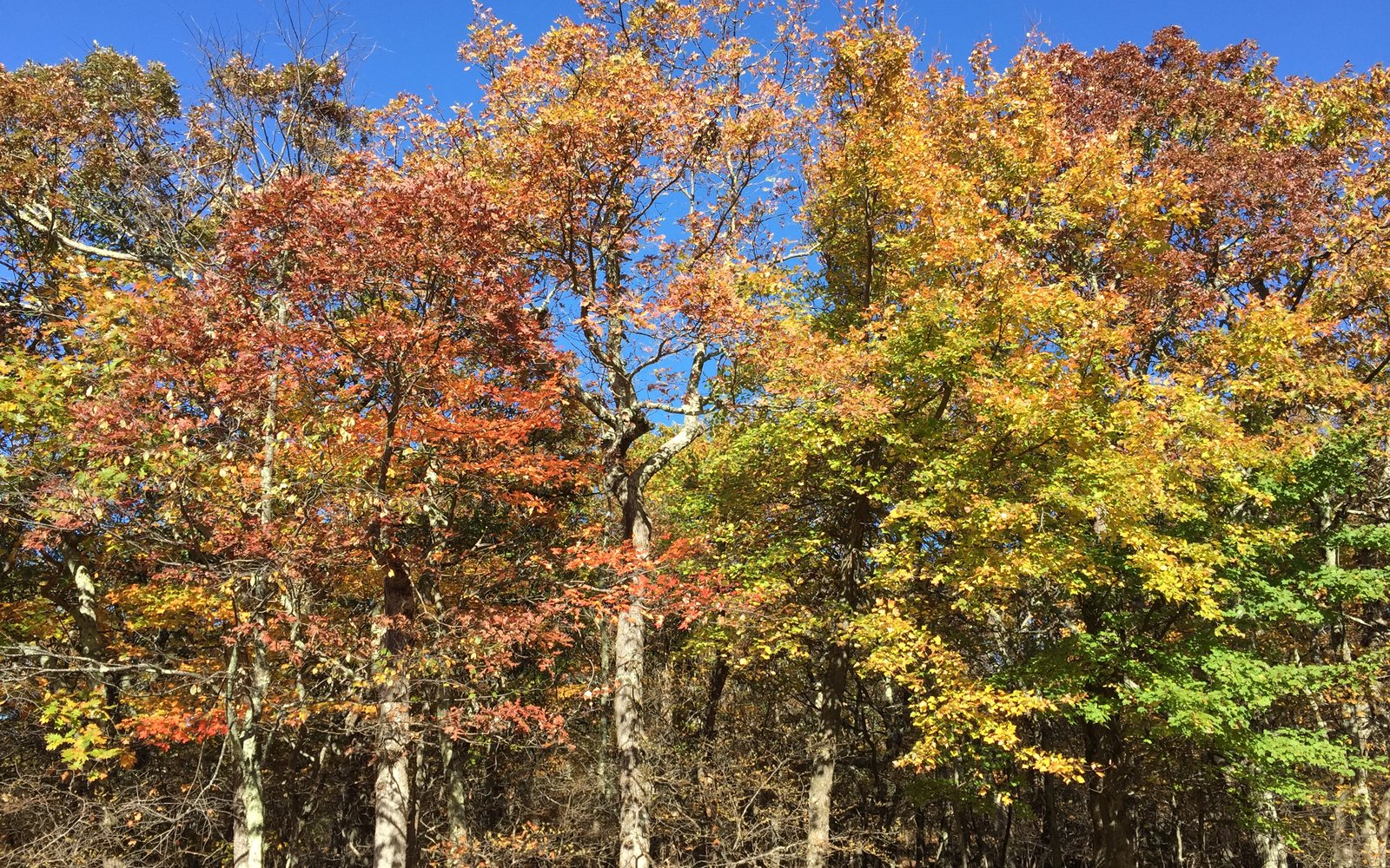 Fall Foliage in the Shenandoah Valley: When and Where to Go